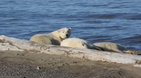 Bears lounging on beach Stock Footage 47006996