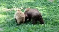 Bears making love and fighting HD Footage