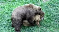 Bears making love and fighting HD Footage
