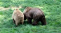 Bears making love and fighting HD Footage