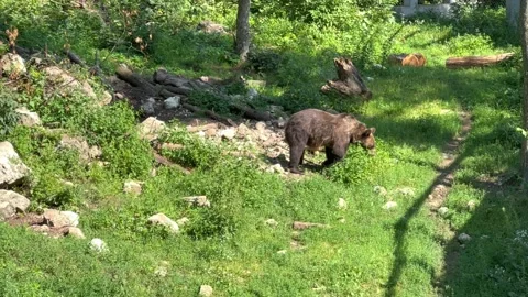 Bears in nature Stock Footage 246886720