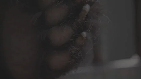 Bears paw 库存影片 76553678