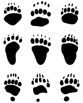 Bear's paw Stock Illustration