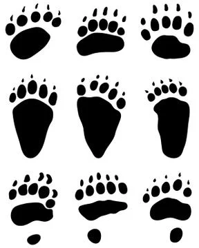 Bear's paw Stock Illustration