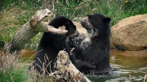 Bears Play Fighting In Water Stock Footage 67251606