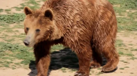 Bears play. Video stock 32778817