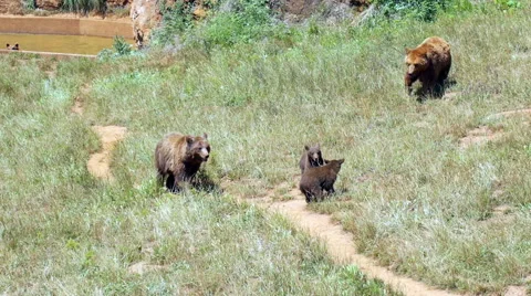 Bears playing Video stock 51877804