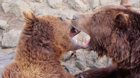 Bears playing Stock Footage 105678117