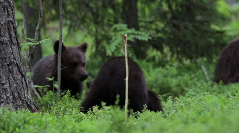 Bears playing in a forest 스톡 동영상 55492502