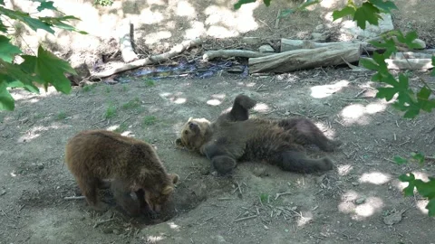 The bears rest and play after a hearty lunch Stock Footage 196847375