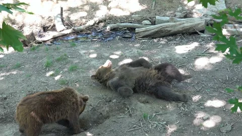 The bears rest and play after a hearty lunch Stock Footage 196848359