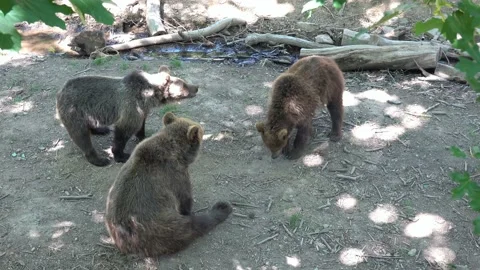 The bears rest and play after a hearty lunch Stock Footage 196848398