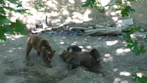 The bears rest and play after a hearty lunch Stock Footage 196848522