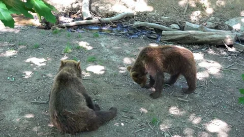 The bears rest and play after a hearty lunch Stock Footage 196848533