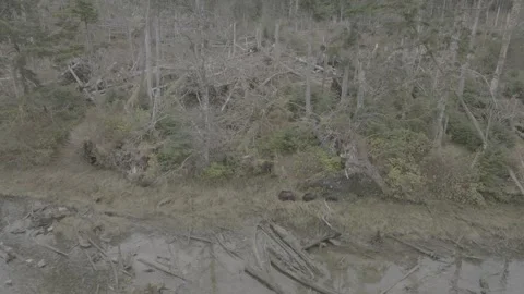 Bears on a shoreline with driftwood Stock Footage 344085838