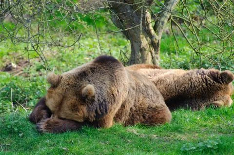 Bears sleeping Stock Photos