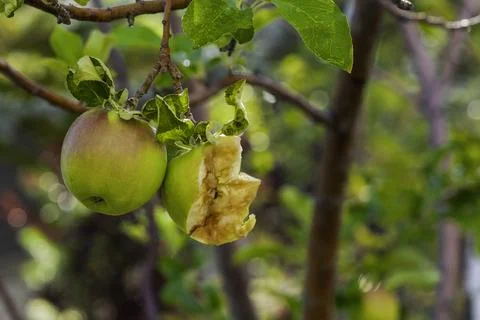 Bear's snack Stock Photos