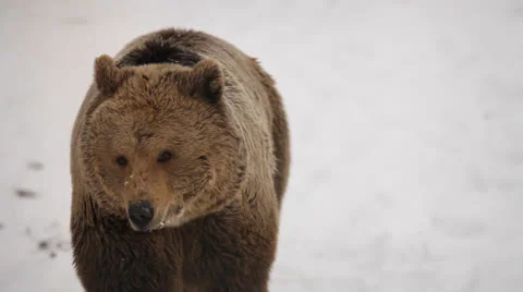 Bears in snow Stock Footage 23265005