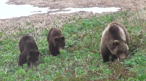 Bears, spring Video stock 24803305