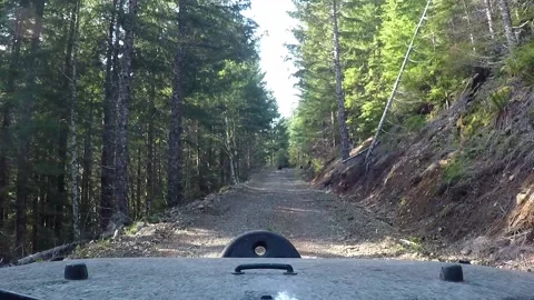 Bears on the trail Stock Footage 172422897