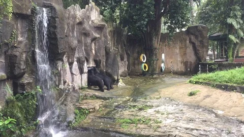 Bears in Vietnam Zoo Stock Footage 100403412