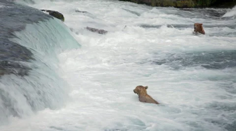 Bears Wait For Salmon Brooks Range Alaska Stock Footage 42403317