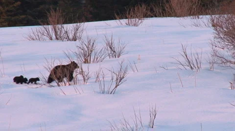 Bears Walkabout 2 Stock Footage