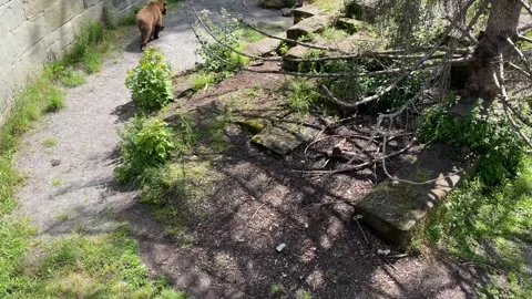 Bears walking in the enclosure in Bern Stock Footage 277534001