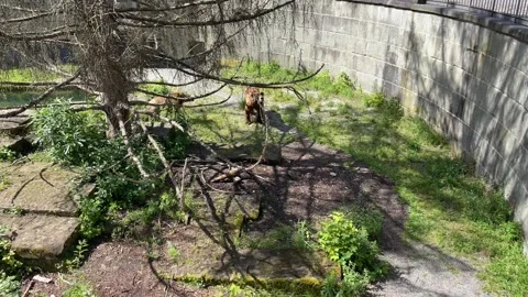 Bears walking in the enclosure in Bern Stock Footage 277534002