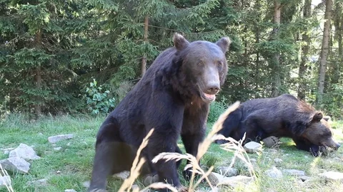 Bears in the wild 库存影片 81232417