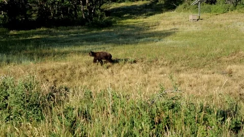 Bears in the wild Vídeo Stock 102016257