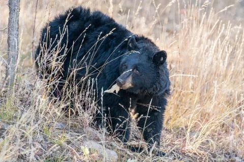 Bears in the Wild Stock Photos