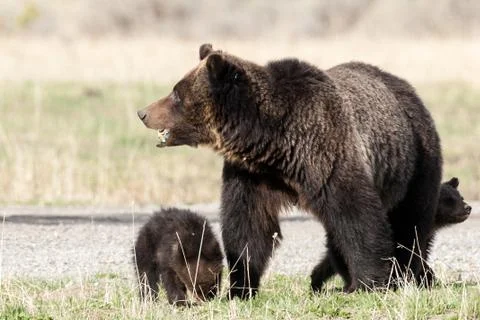 Bears in the Wild Stock Photos