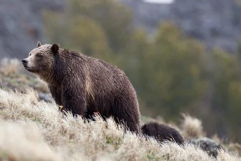 Bears in the Wild Stock Photos