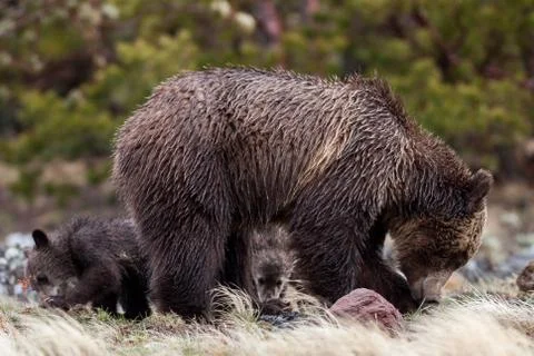 Bears in the Wild Stock Photos