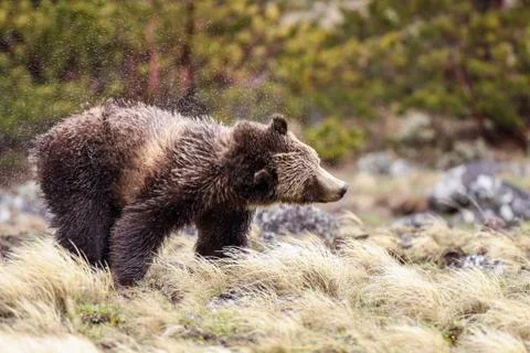 Bears in the Wild Stock Photos