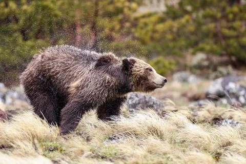 Bears in the Wild Stock Photos