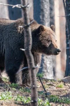 Bears in the Wild Stock Photos