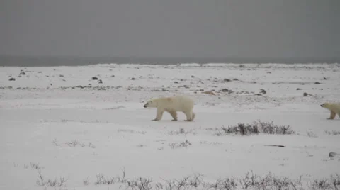 Bears1115 03 Video stock 1057086