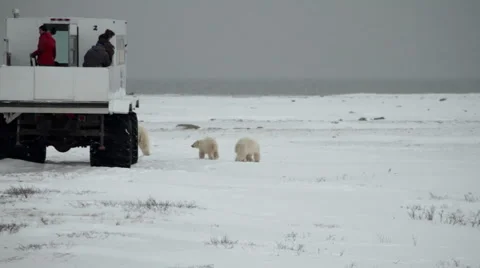 Bears1115 04 Stock Footage 1057116