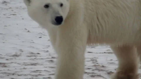 Bears1115 08b Stock Footage 1057349