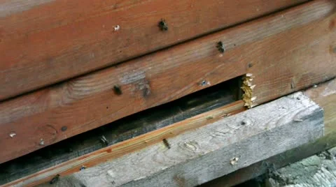 Beas leaving hive Stock Footage 10920158