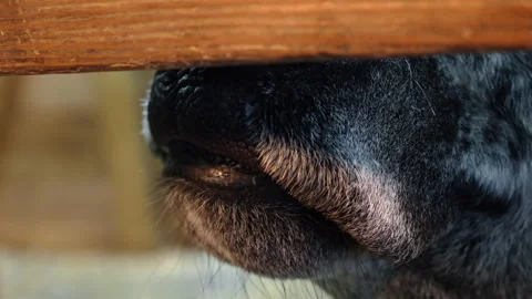 Beast muzzle with large black nose. Animal muzzle peeping out from behind the Stock Footage 328722793