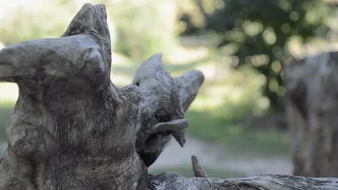 Beast of prey from the tree Stock Footage 95245087