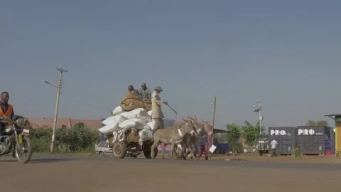 Beasts of burden Stock Footage 151148153