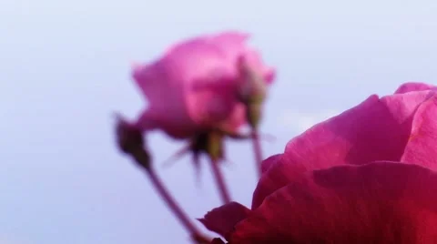 Beateful rose garden Stock Footage 8766145