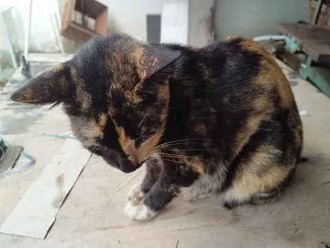 Beaten cat Stock-Fotos