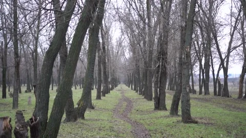 Beaten path in the forest Stock Footage 146402803