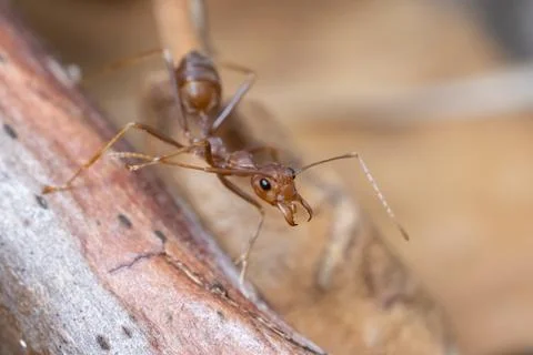 Beatiful ant Stock Photos