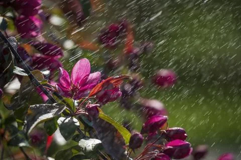 Beatiful apple tree flowers under spring rain 스톡 사진